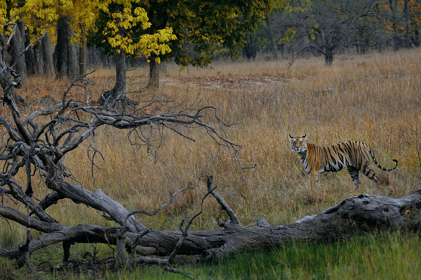 Tiger in the grassland