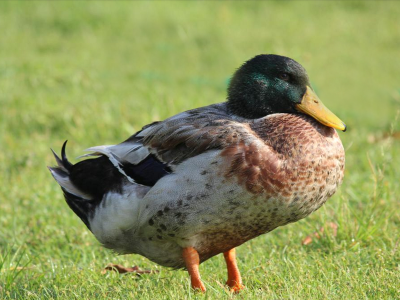 Duck on the lawn