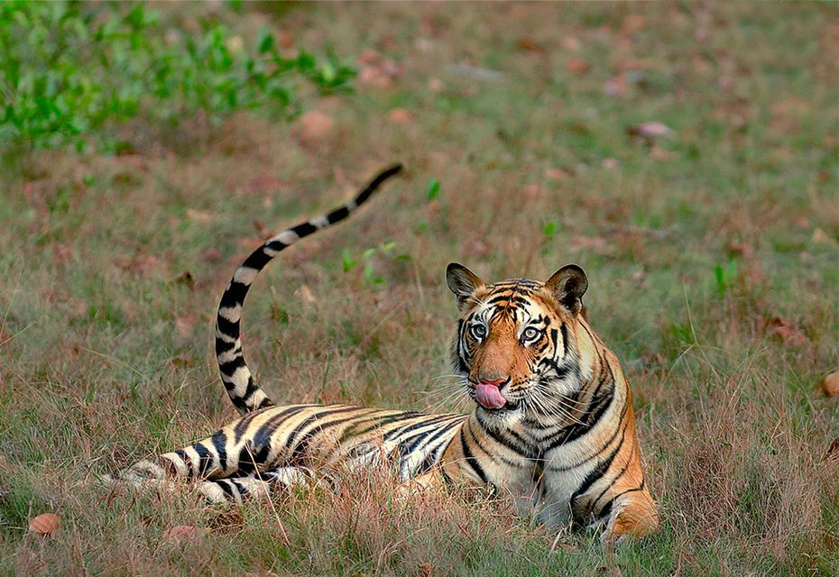Tiger resting in the grass