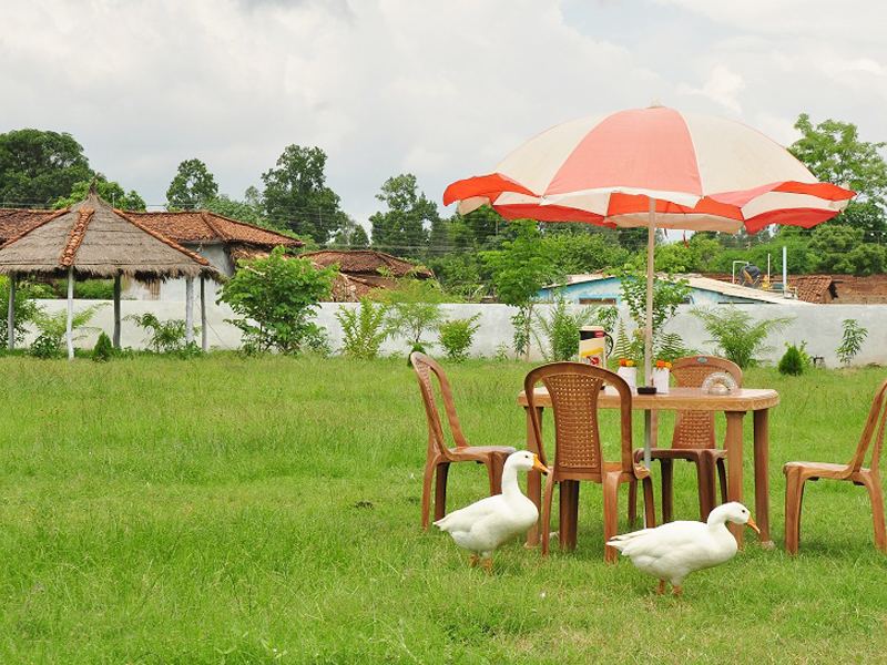 Lawn with umbrellas and geese
