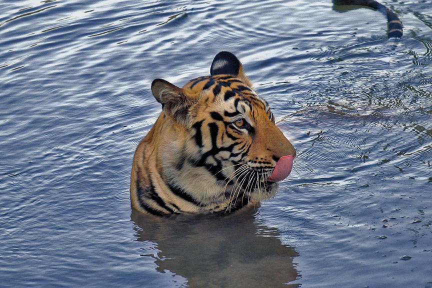 Tiger cooling off in water