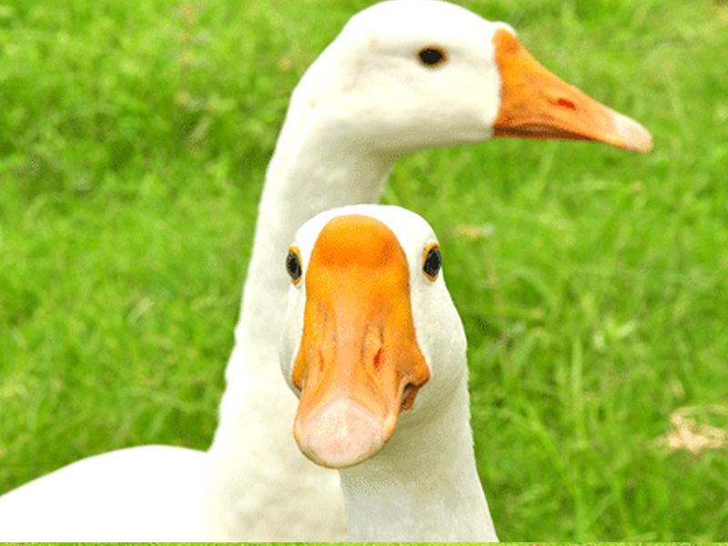 Resident geese