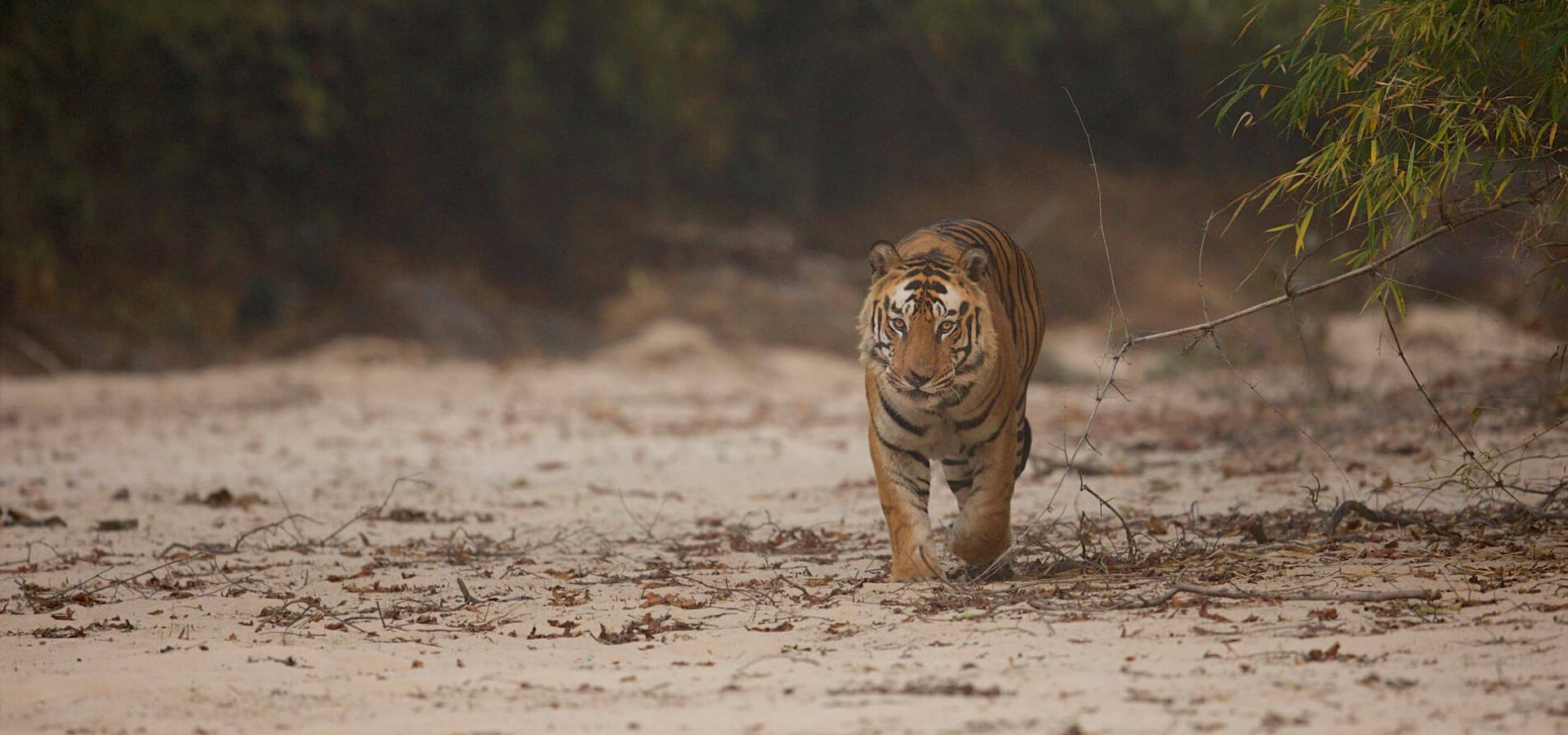 Tiger walking along a dry, sandy forest track in summer