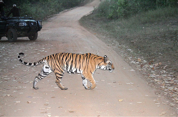 Tiger crossing a forest track