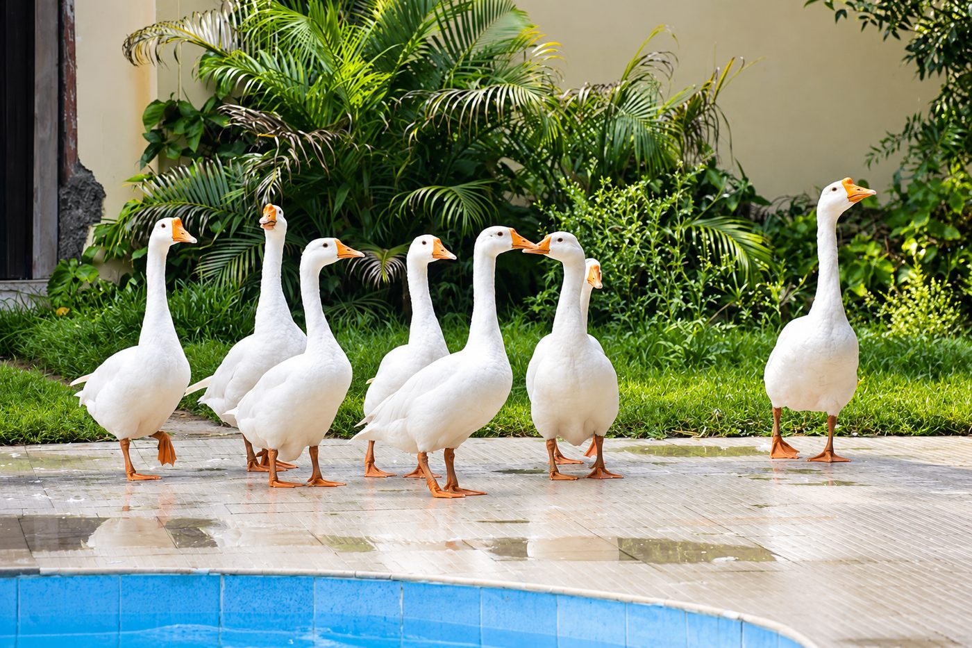 White geese by the pool