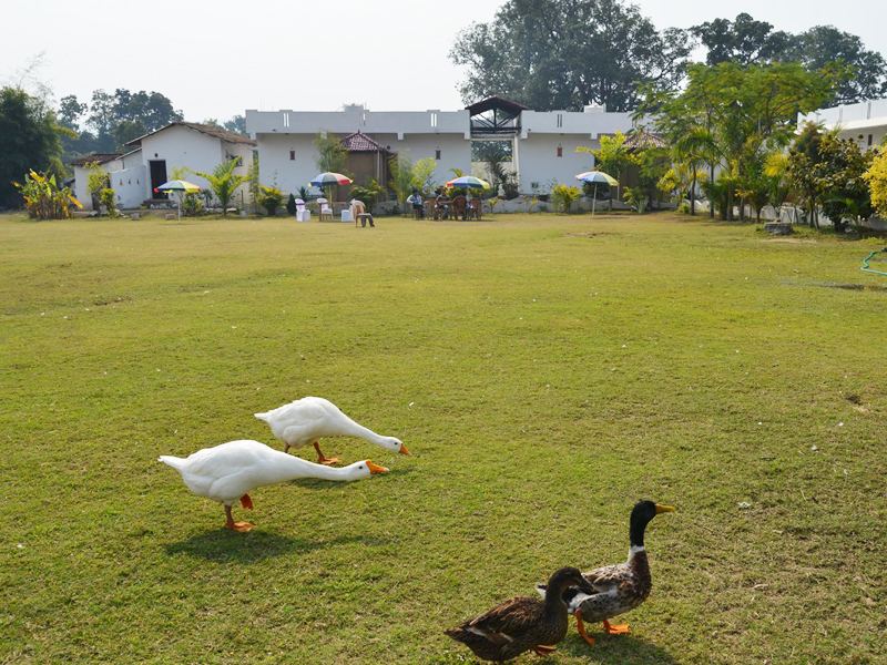 Geese and ducks on the lawn