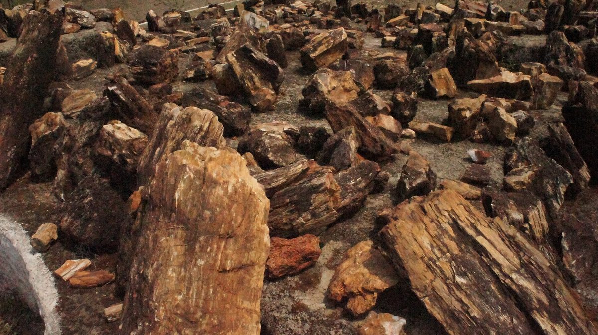 Fossil National Park, Bandhavgarh