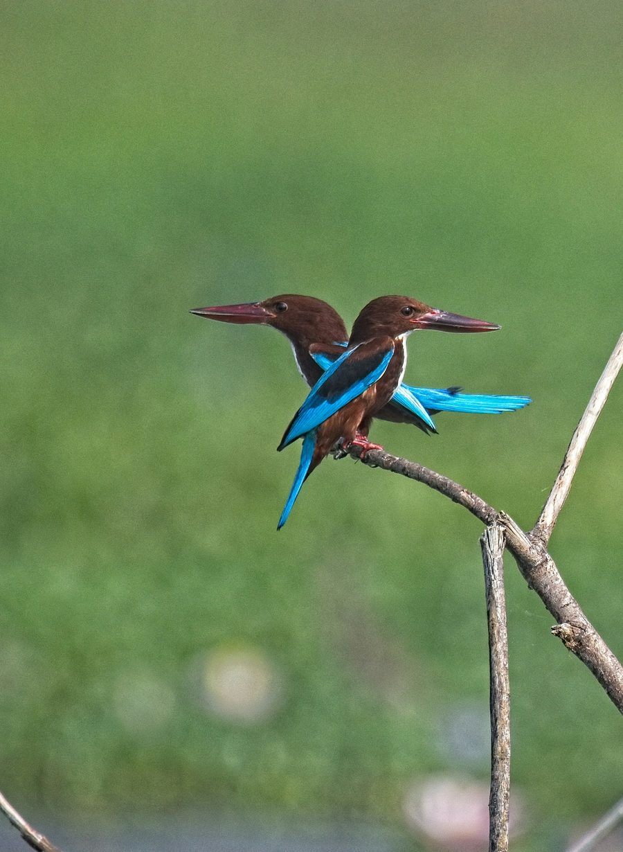 Two white-throated kingfishers perched on a branch