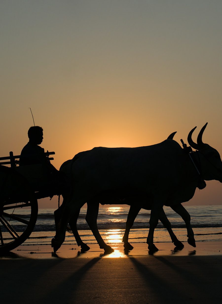 Bullock cart silhouetted against a golden sunset in rural India